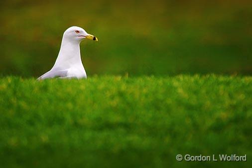 Heads Up_52929.jpg - Ring-billed Gull (Larus delawarensis) photographed at Ottawa, Ontario - the capital of Canada.